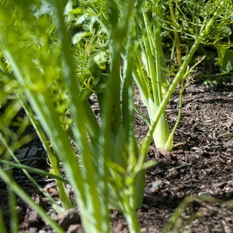 tips for growing fennel in your garden