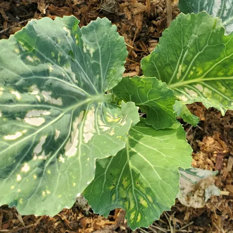 Fertilizer burn on cabbage leaves