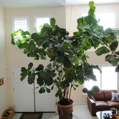 fiddle-leaf fig plant in a pot