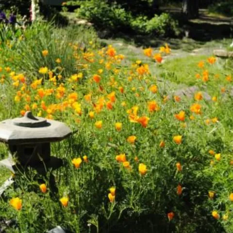 field of poppies in a garden