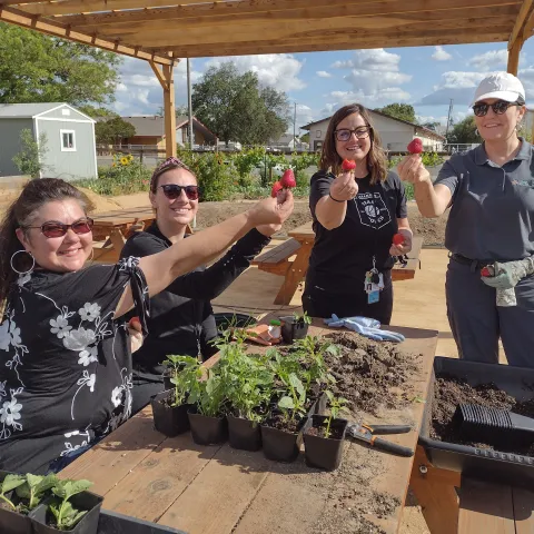 Four female gardeners with holding up fresh red strawberries with a garden in the background