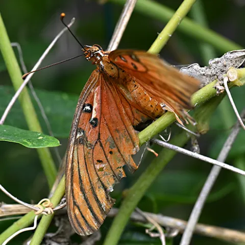 Tattered Gulf Fritillary on Passiflora. Its last flight.