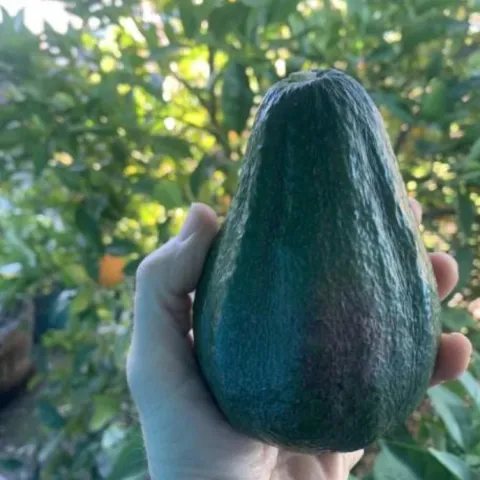 hand holding a green avocado