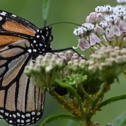 Monarch in flight