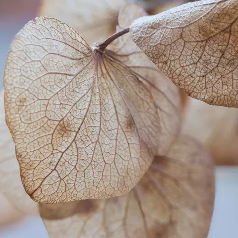 Brown leaves on a plant