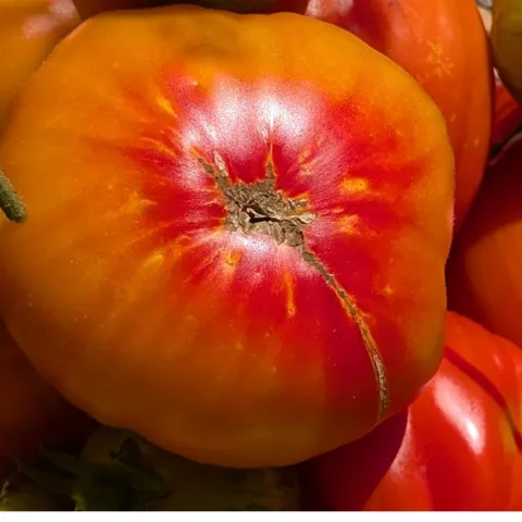 learn about growing heirloom tomatoes in Sonoma County