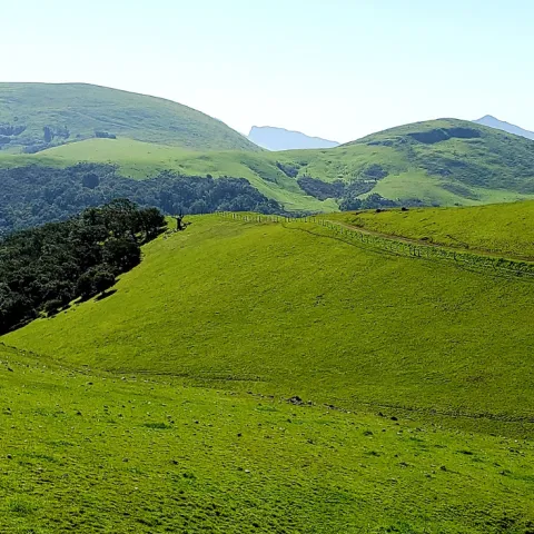 image of green rolling hills