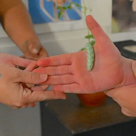 A tomato hornworm passes through hands at the Bohart Museum of Entomology's Moth Night open house.