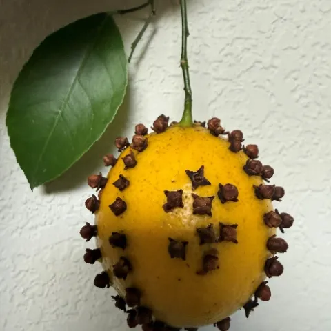 lemon pomador