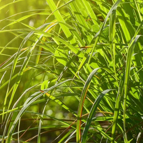 tips for growing lemongrass in Sonoma County