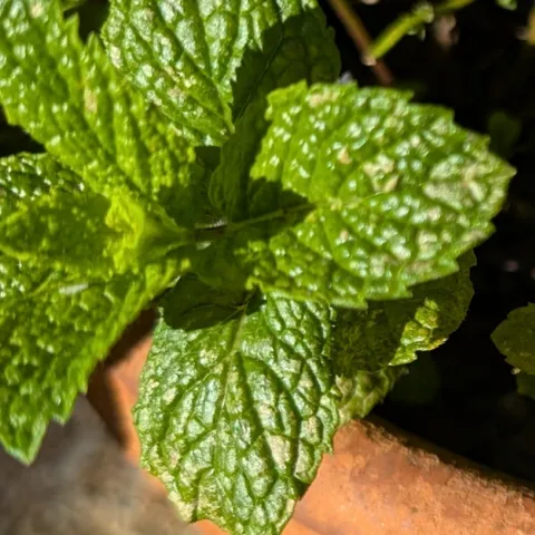 information to grow mint in Sonoma County