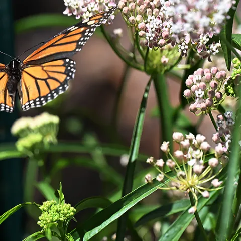 Monarch butterfly takes flight over a native milkweed plant.