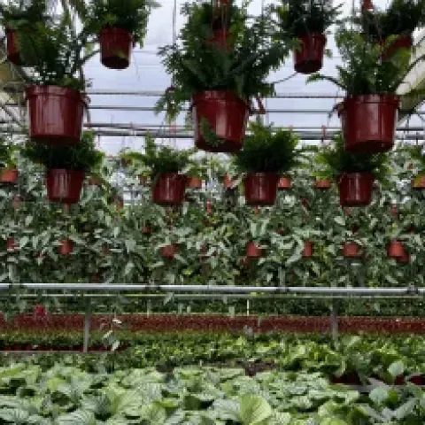 plants in nursery setting