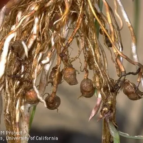 nutsedge nuts