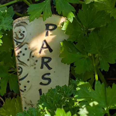 growing parsley in the home garden
