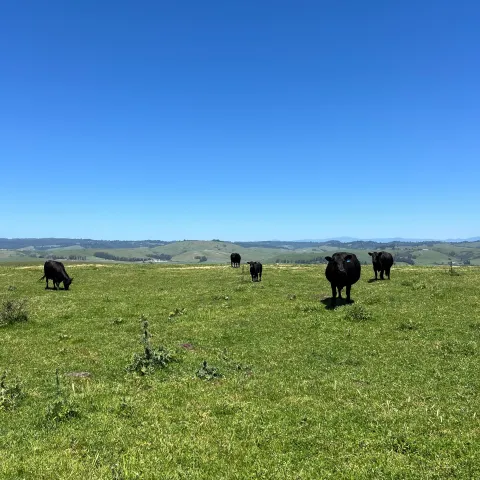 Angus cows on coastal range