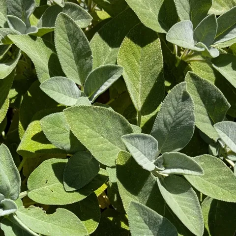 sage is a low water use herb
