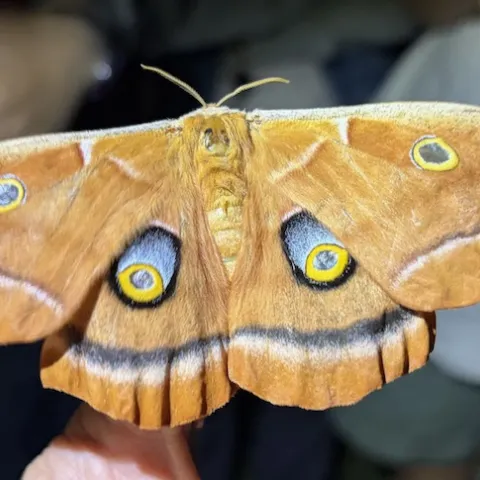 Giant silkworm moth showed up at Joel Hernandez' backlighting display in the UC Davis Arboretum and Public Garden.
