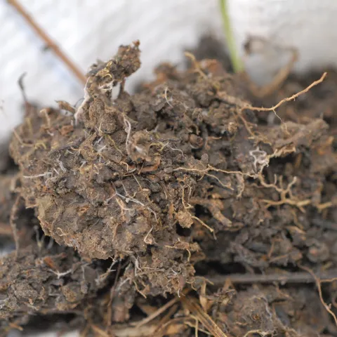 soil