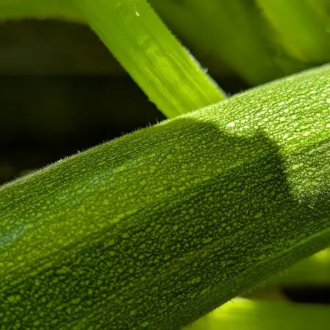tips for growing summer squash 