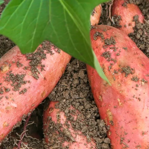 growing information for sweet potatoes