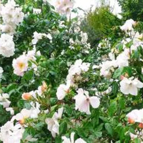 the 'Sally Holmes' rose, a disease-resistant variety of rose