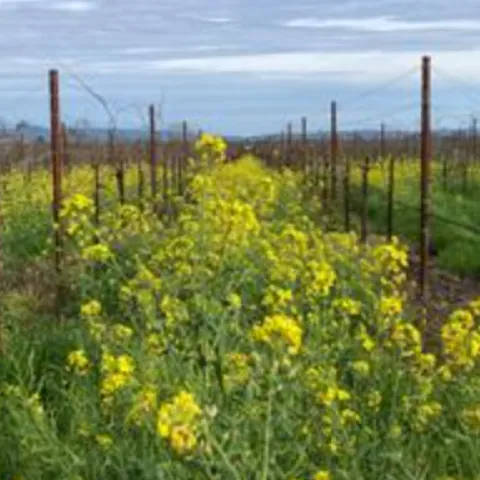yellow flowering mustard planted in between rows as a cover crop