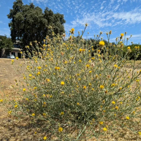 A spiky bush with yellow flowers stands in a dry empty lot under a bright blue sky with wispy clouds with buildings in the background. 