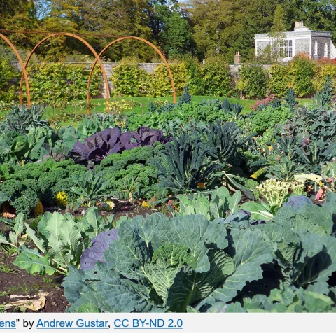 greens with photo credit Andrew Gustar
