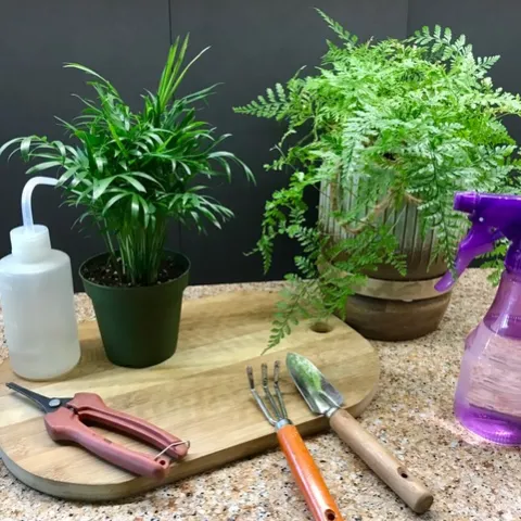 two houseplants on a worksurface with water bottles and clipping tools