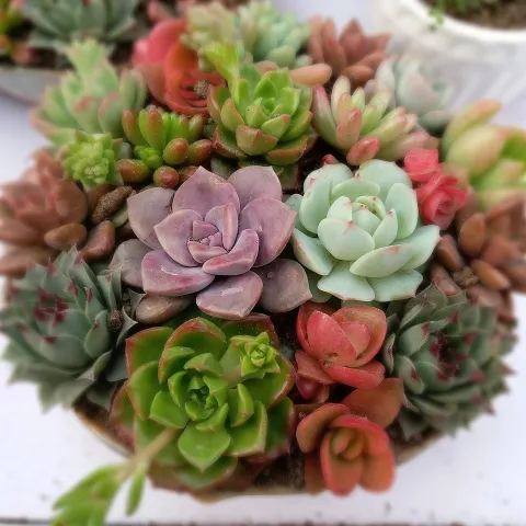 a tight cluster of a variety of echeveria florettes