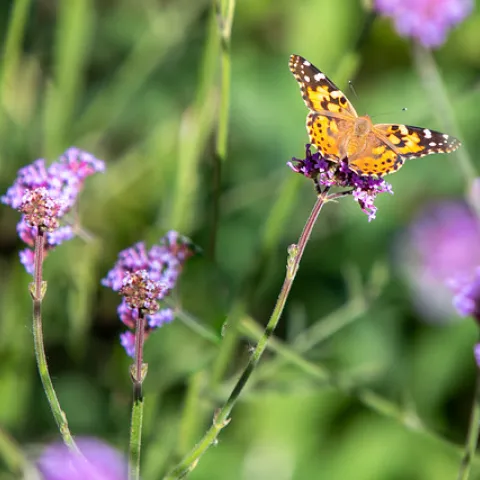 orange butterfly on purple flower