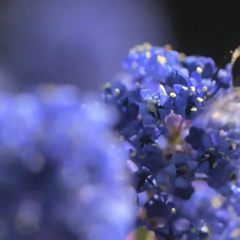 Learn about bees