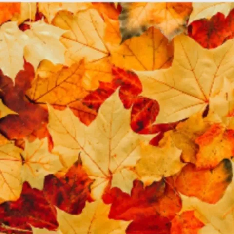 Leave the Leaves for soil health