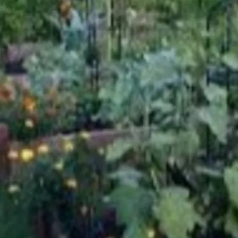 Best practices of great gardeners