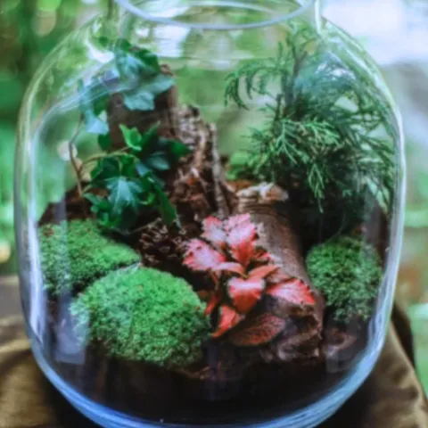 Create your own terrarium or succulent box