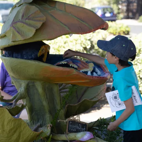A child exploring Audrey the talking Venus Flytrap