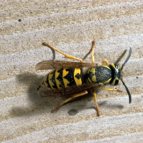 Western yellowjacket black and yellow banded adult top view on weathered picnic table wood.
