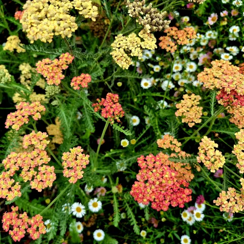 Close up of red, orange, and yellow yarrow 