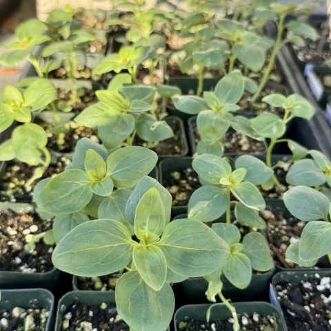 Closeup of green seedlings growing in container rows