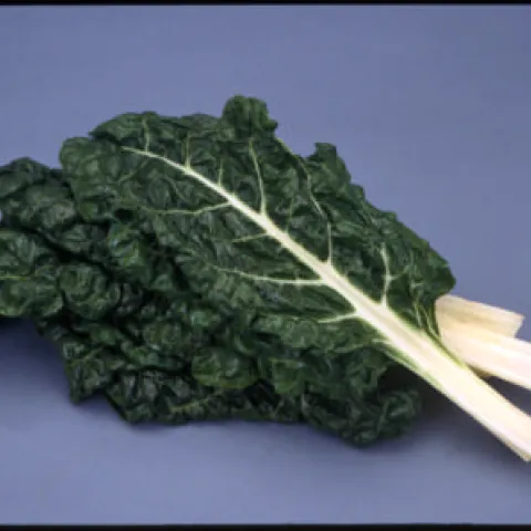 chard on a blue background