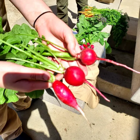 Picture of a hand holding radishes with the stems on them.