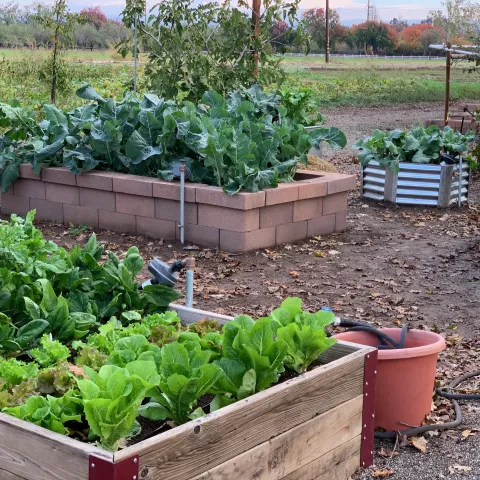 Vegetables in the Edible Landscape Garden at the Demonstration Garden. Laura Kling