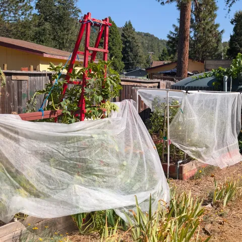 Image of a garden used to grow salad.