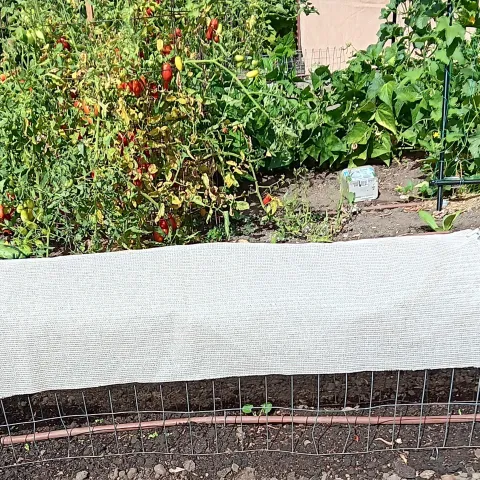 A summer garden with a row of seedlings germinating underneath a shade cloth supported by a segment of field fencing.