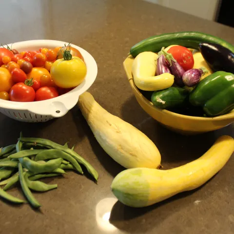 Fresh picked tomatoes, squash, bell peppers, beans, eggplant and cucumber on a kitchen counter.