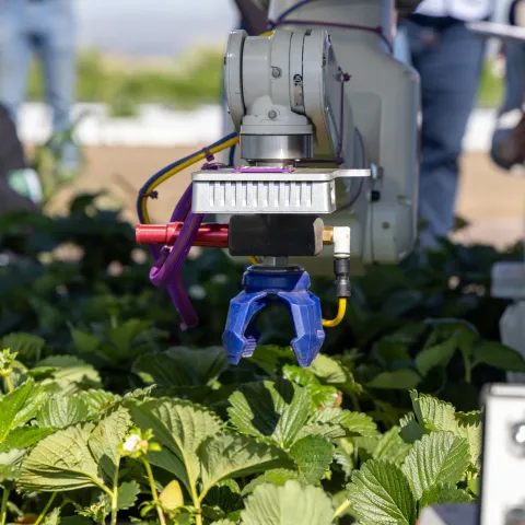 Automatic strawberry picker poised above plants, ready to pick a strawberry