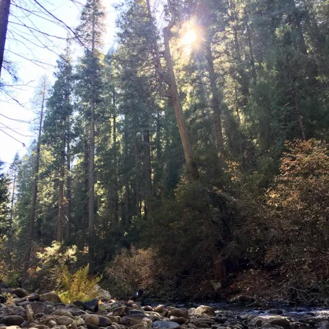 Forestland with tall conifers in the background.