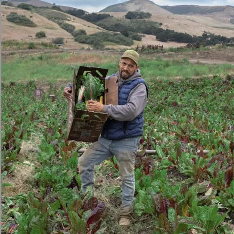 A man carries a box of leafy greens from the field