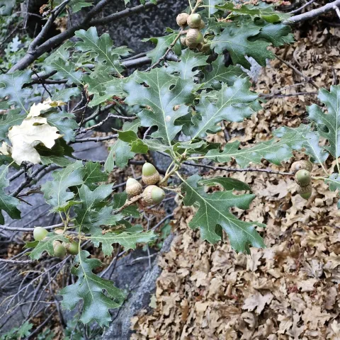 California black oak leaves and acorns.